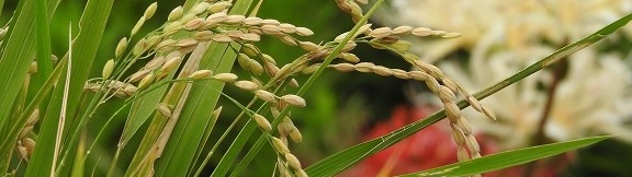 サブページ画像