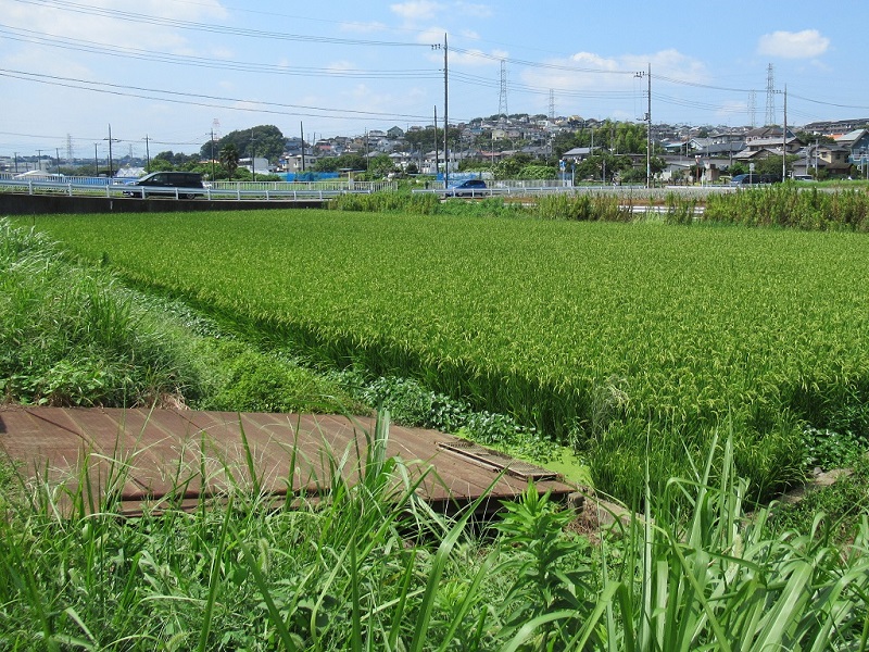 田んぼ1
